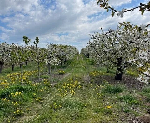Poljoprivredno zemljište | 4zida