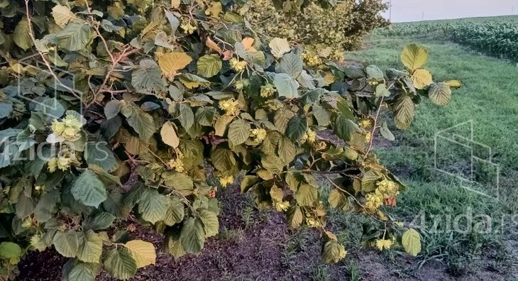 Poljoprivredno zemljište | 4zida