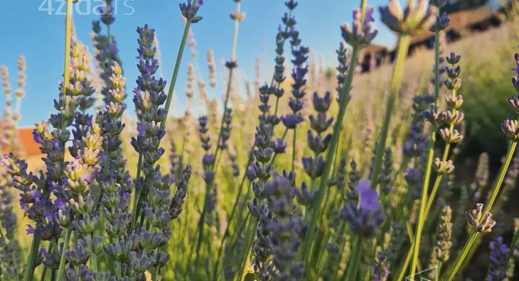 Poljoprivredno zemljište | 4zida