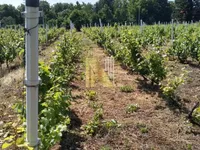 Petrovaradin, Gradske lokacije, Novi Sad | 4zida.rs