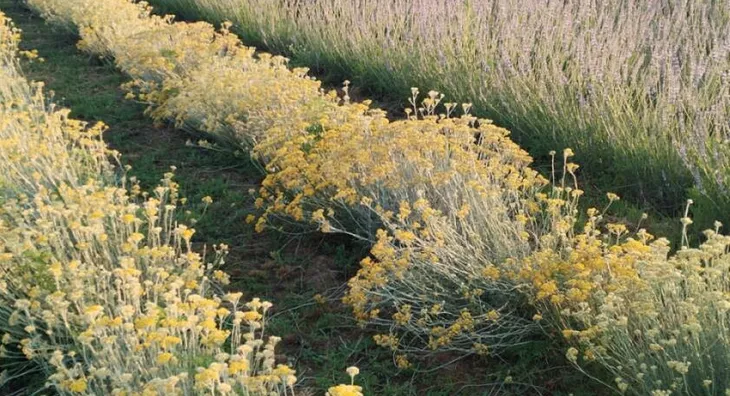 Poljoprivredno zemljište | 4zida