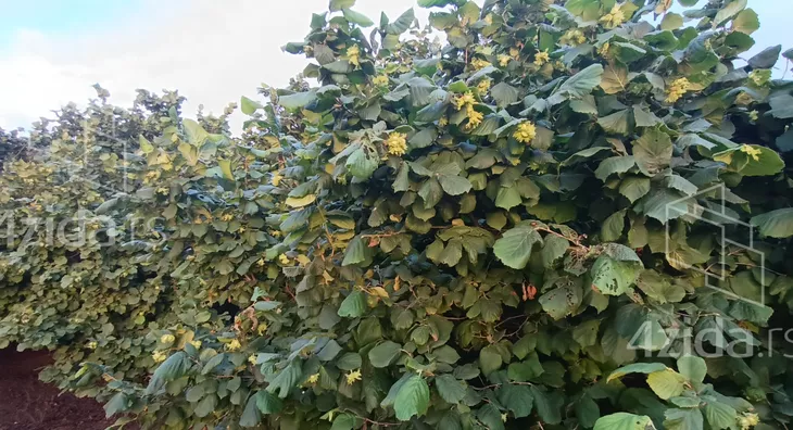 Poljoprivredno zemljište | 4zida