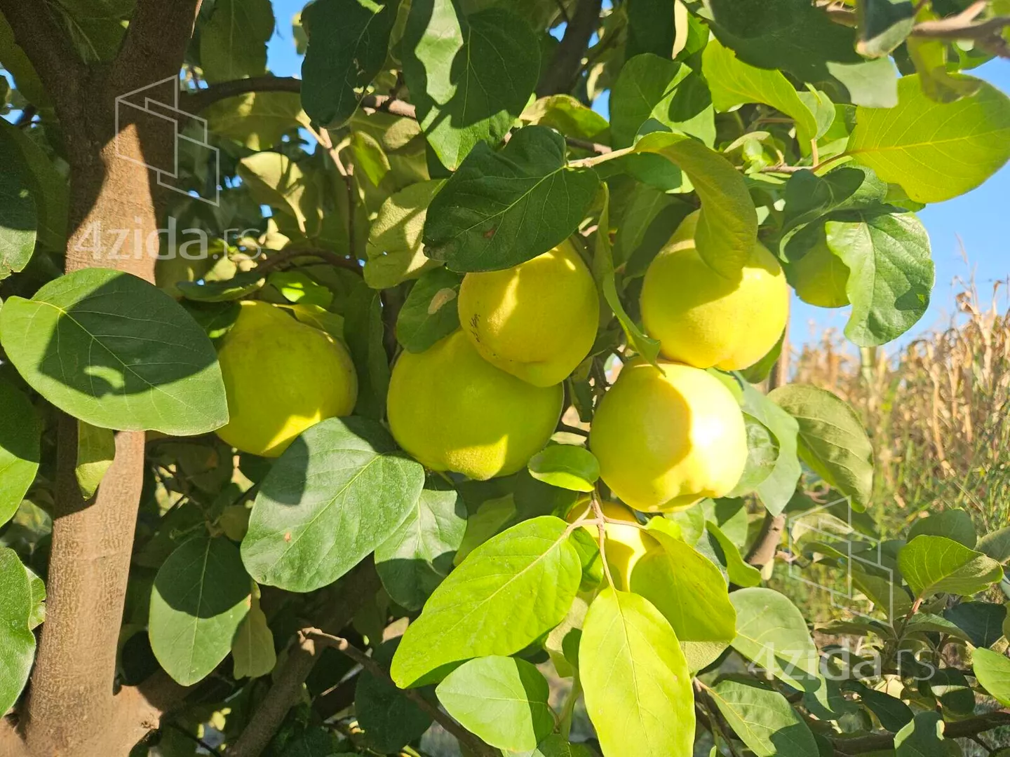 Poljoprivredno zemljište | 4zida