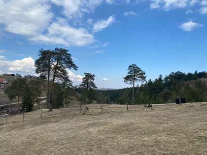 Lazara Kuzelja | 4zida.rs