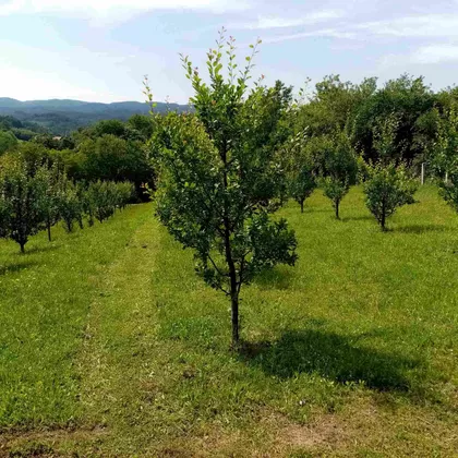 Valjevski Put | 4zida.rs