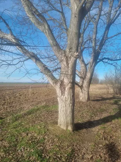 Platičevo | 4zida.rs