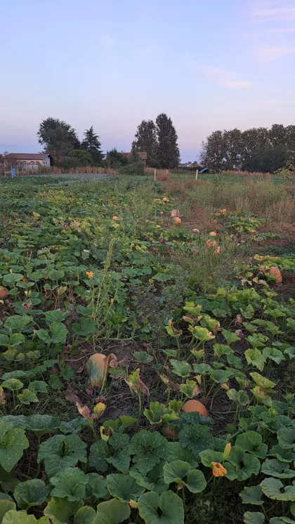 Milutina Borisavljevića | 4zida.rs