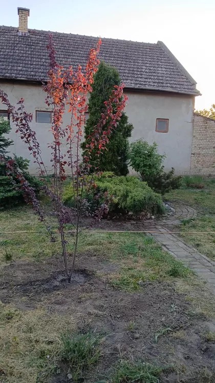Šumadijska | 4zida.rs
