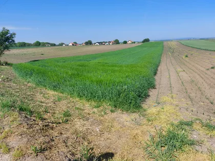 Belegiš | 4zida.rs