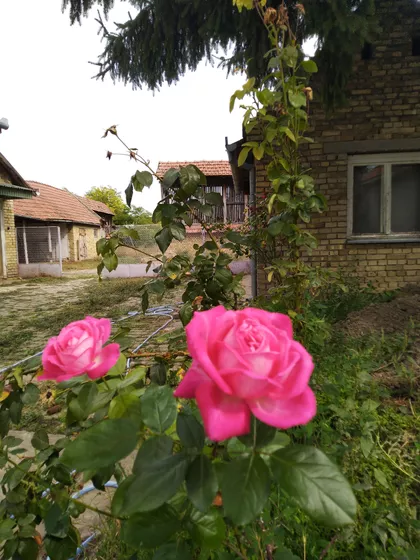 Preradovićeva 21 | 4zida.rs