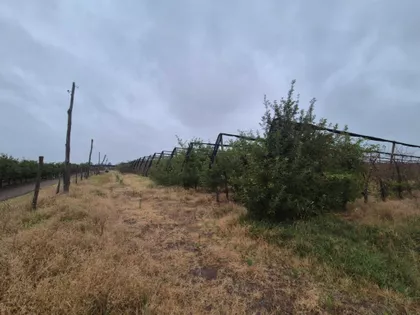 Bački Vinogradi | 4zida.rs
