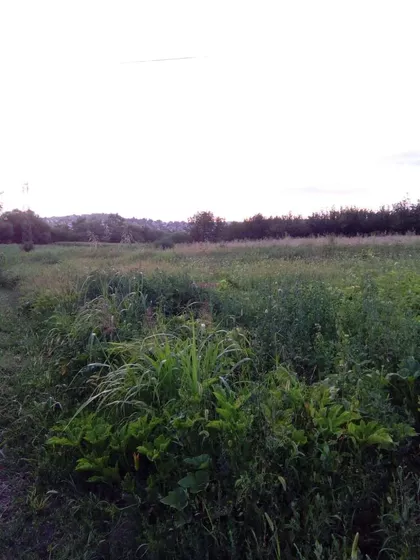 Vladimira Rajkovica - Veliki lug | 4zida.rs