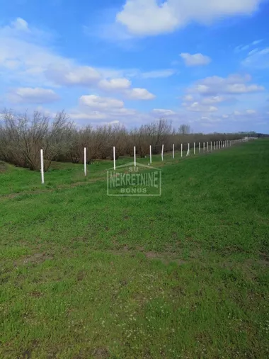 Bački Vinogradi