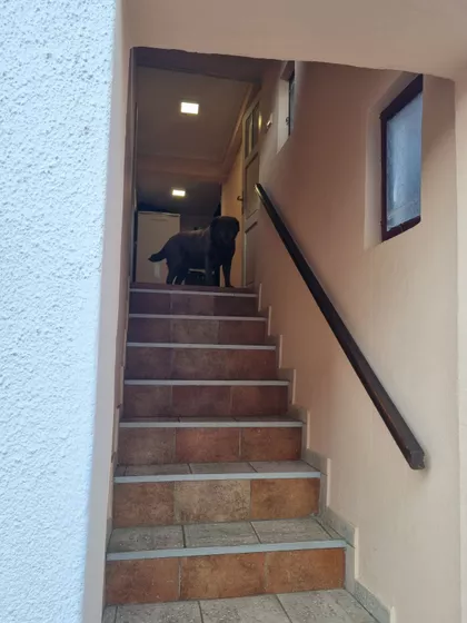 Pajevićeva | 4zida.rs