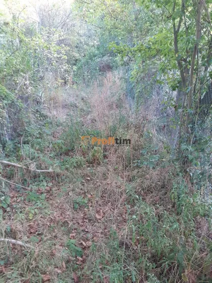 Veliki vis | 4zida.rs