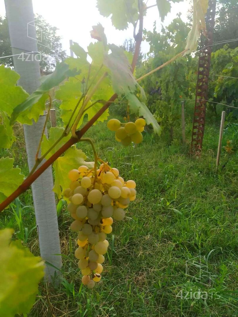 Voćarska - Prikaz 5