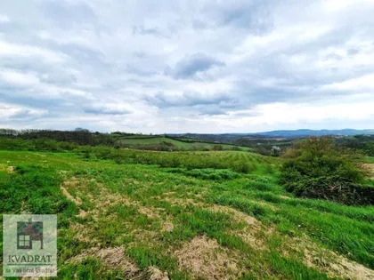 Pambukovica | 4zida.rs