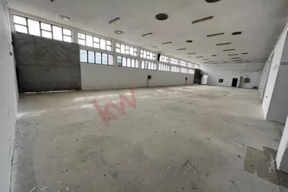 Utve zlatokrile | 4zida.rs