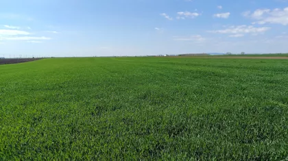 Stari Banovci | 4zida.rs