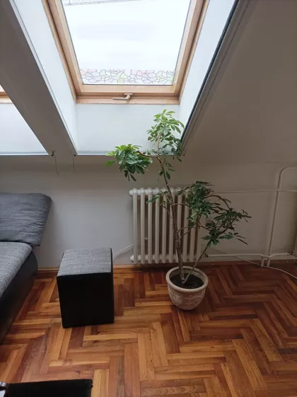 Šumadijska | 4zida.rs