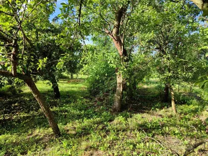 Bavaništanski Put | 4zida.rs