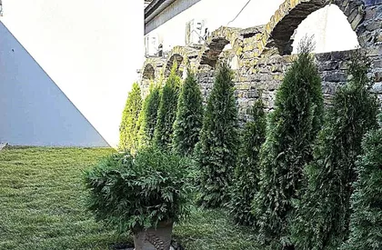 Cara Dušana | 4zida.rs