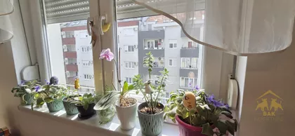 Petrovaradin | 4zida.rs