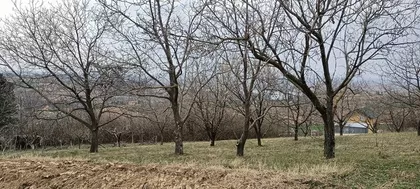 Čerević | 4zida.rs