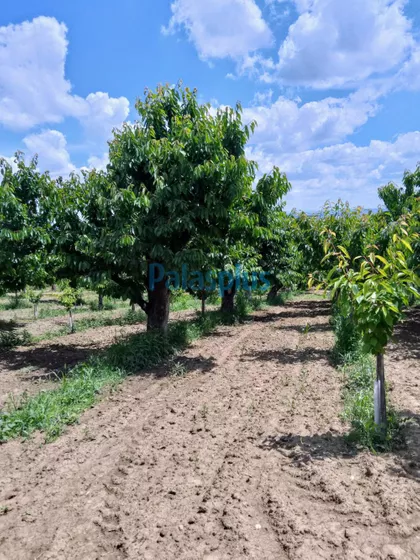 Ritopečka | 4zida.rs