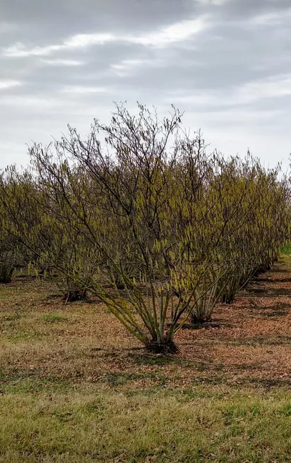 Senćanski Put | 4zida.rs