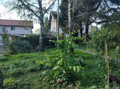 Belog Krina | 4zida.rs