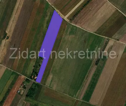 Žarkih Suncokreta | 4zida.rs