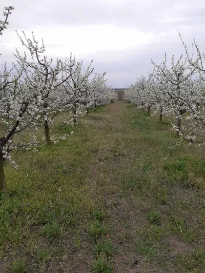 Starčevo | 4zida.rs