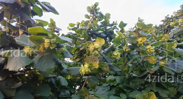 Poljoprivredno zemljište | 4zida