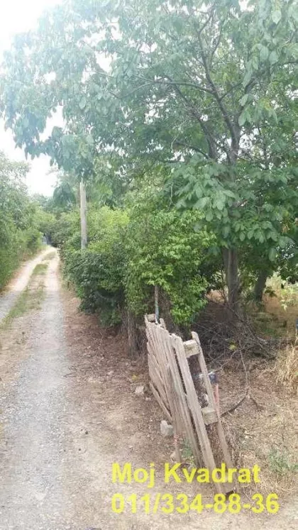 Careva glavica | 4zida.rs
