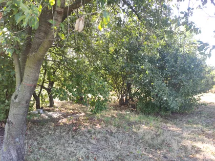Kozaračka | 4zida.rs