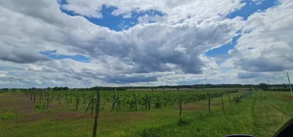 Salaš sa vinogradom i jezerom | 4zida.rs