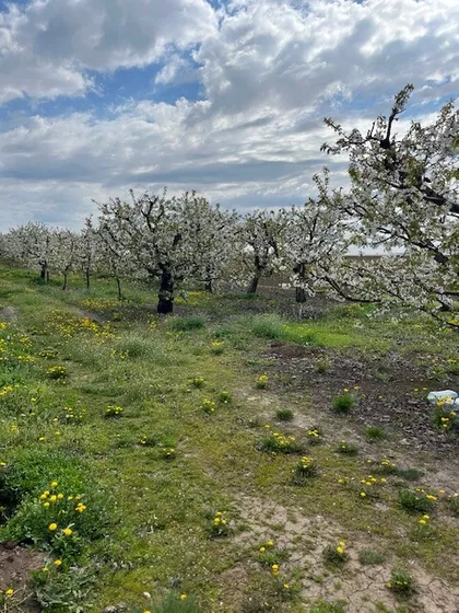 Krušedol Prnjavor | 4zida.rs