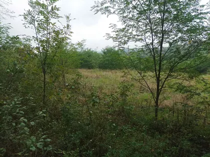 Mali Požarevac | 4zida.rs