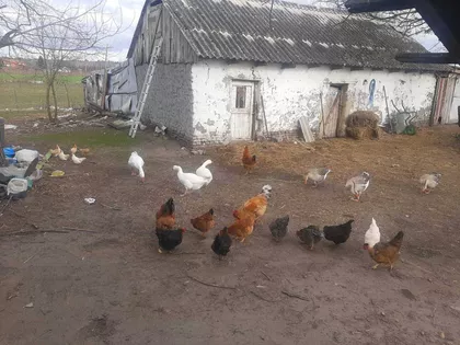 Hajdukovo | 4zida.rs