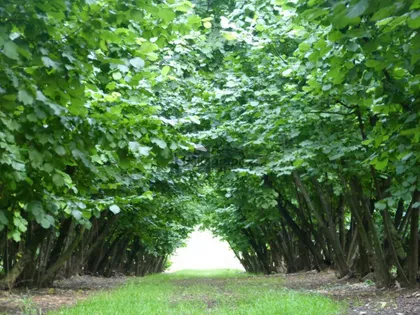 Vinogradska | 4zida.rs