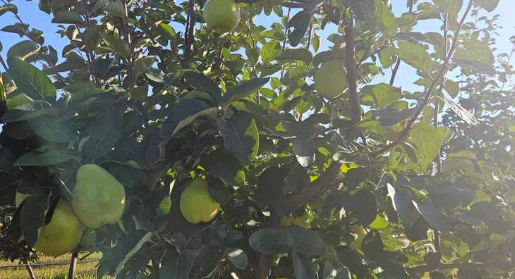 Poljoprivredno zemljište | 4zida