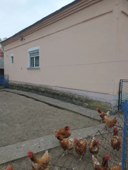 Gorana Raičevića | 4zida.rs