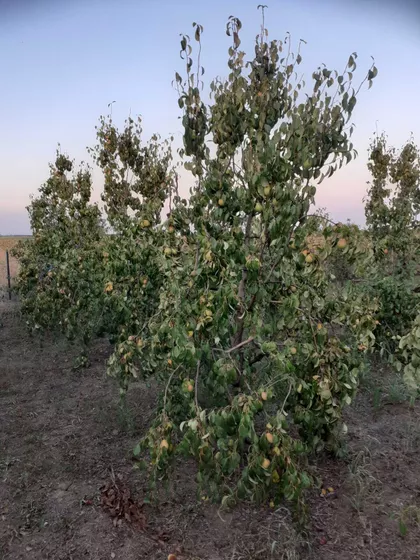 Starčevo | 4zida.rs