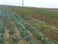 Futog, Okolne lokacije, Novi Sad | 4zida.rs