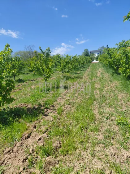 Potes Mesetina | 4zida.rs