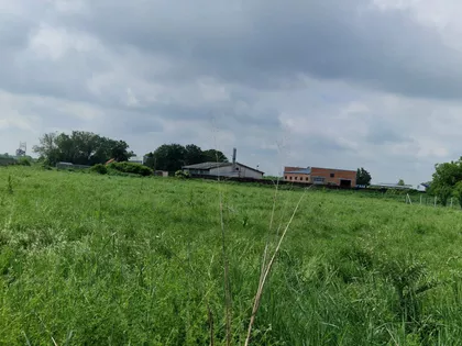 Miše Uboje | 4zida.rs