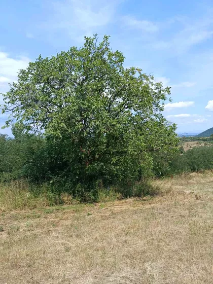 Donje Grbice | 4zida.rs
