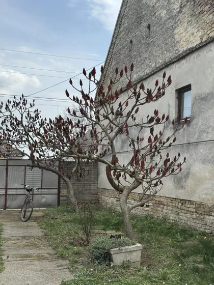 Bački Brestovac | 4zida.rs