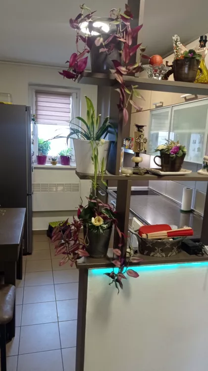 Zeleni Venac | 4zida.rs